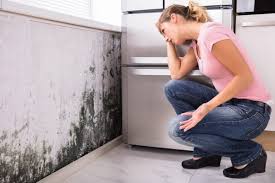 Why You Should Choose Our Mold Remediation Services in Trainer, PA